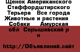 Щенок Американского Стаффордштирского Терьера - Все города Животные и растения » Собаки   . Амурская обл.,Серышевский р-н